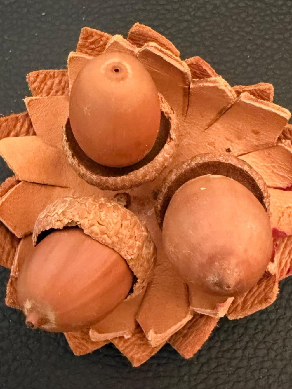 Vintage Handcrafted Decorative Acorns Nestled in a Leather Scalloped Base